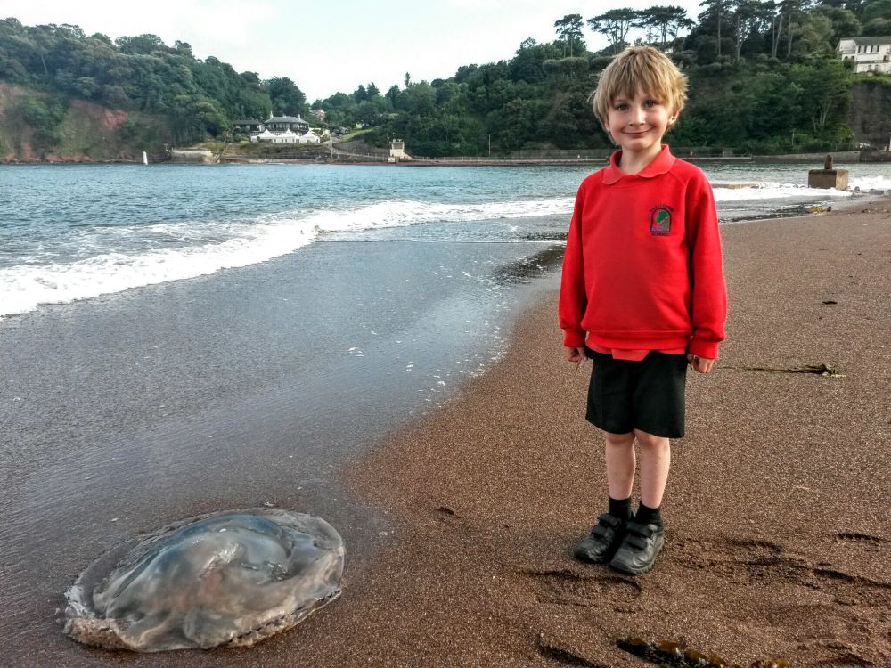 A barrel jellyfish (Rhizostoma pulmo) stranded on Teignmouth beach on 1st July 2015 watched by a smiling 5 year old schoolboy wearing a bright ed jumper. Gentle waves are lapping against the beach and just reaching the jellyfish