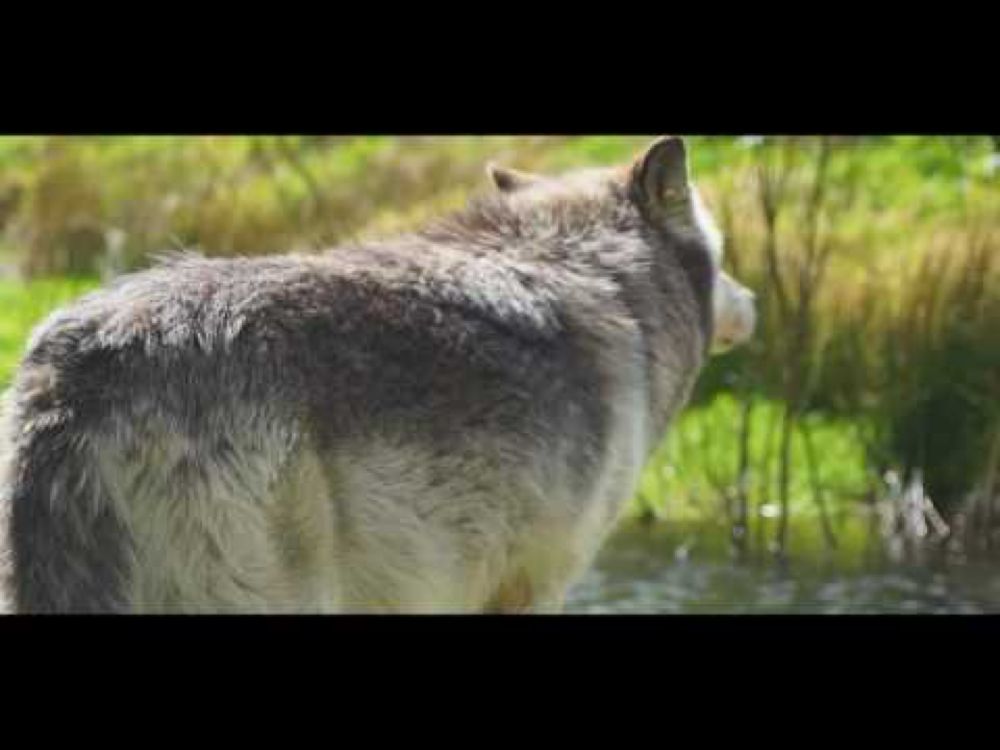 How wolves change rivers | Wolf Watch UK