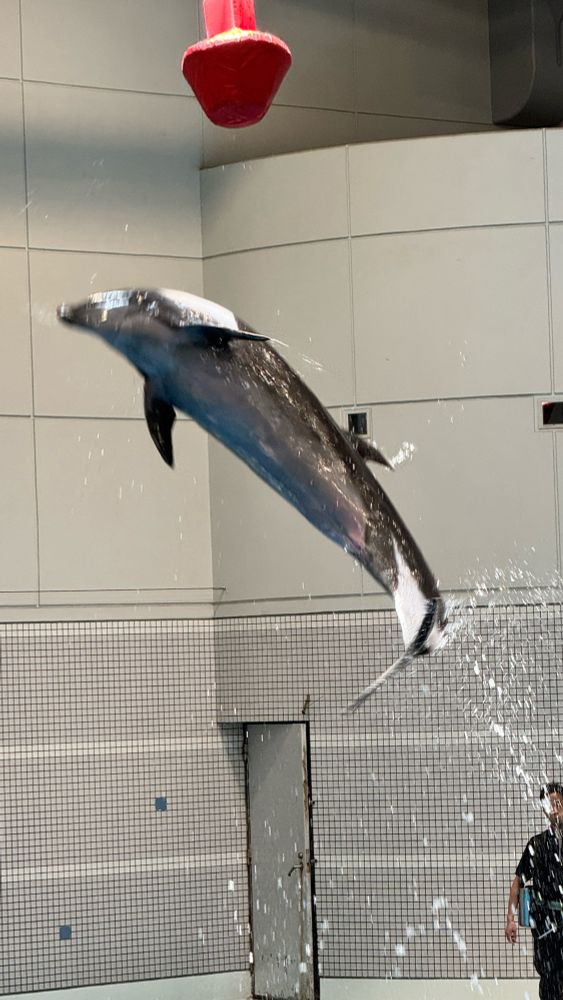 いおワールドかごしま水族館でイルカ