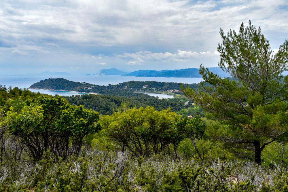 A landscape with small bushes in the foreground and a larger tree to the right. Beyond lies the coastal element of Skiathos, a  Greek island, under a cloudy sky.