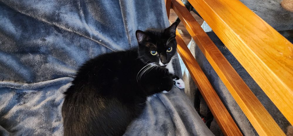 An adorable tuxedo cat. She is small, and looking toward the camera with a somewhat grouchy expression.