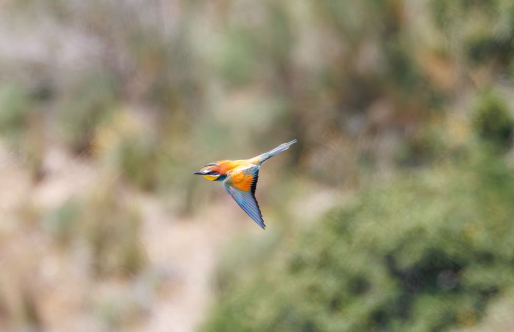 Bee-eater 