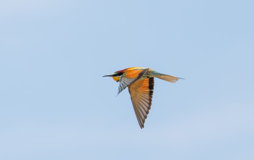 Bee-eater 