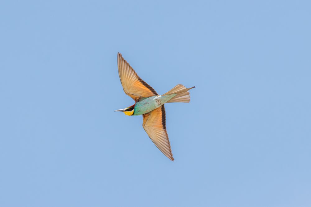 Bee-eater