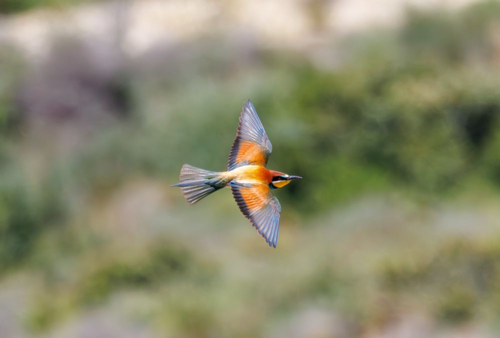 Bee-eater 
