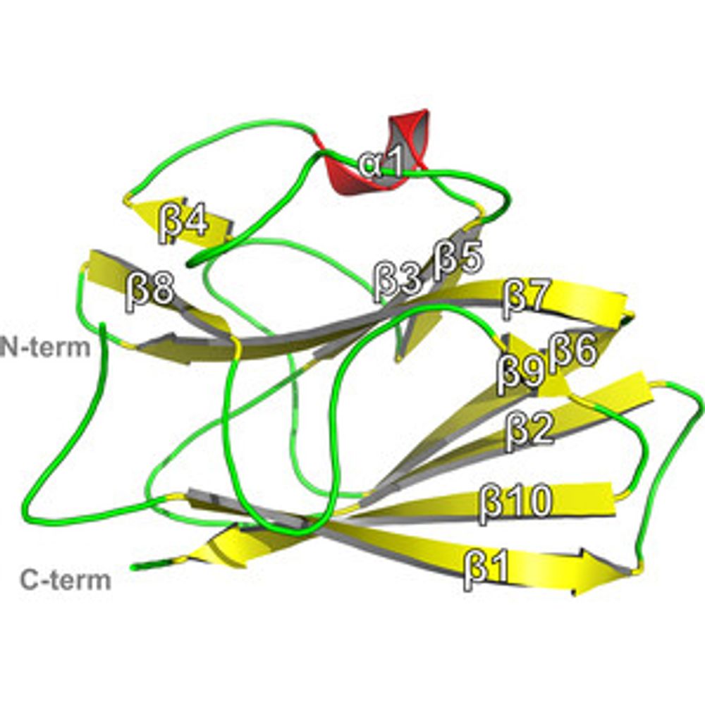 First crystal structure of the DUF2436 domain of virulence proteins from Porphyromonas gingivalis