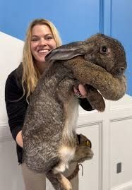 A woman holding a giant rabbit