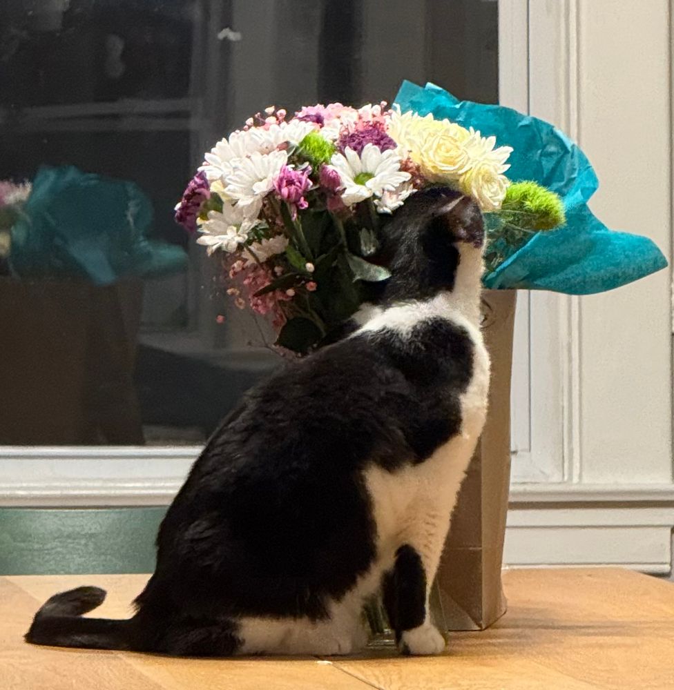 Tuxedo cat messing with the flowers 
