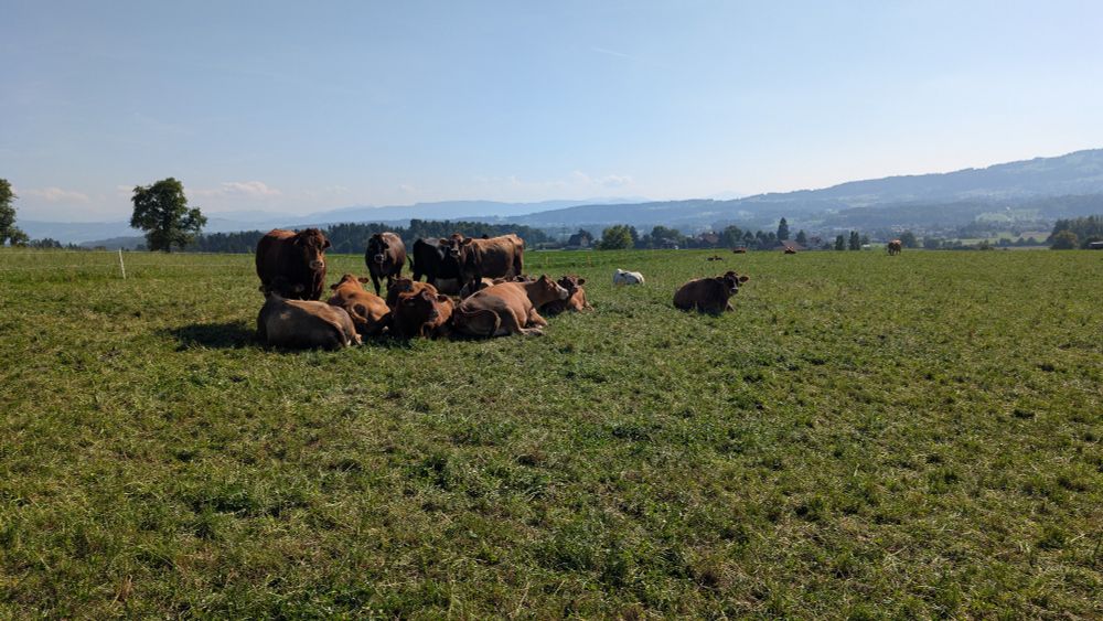 Kuhherde alle braun mit einer weissen Kuh im Hintergrund 