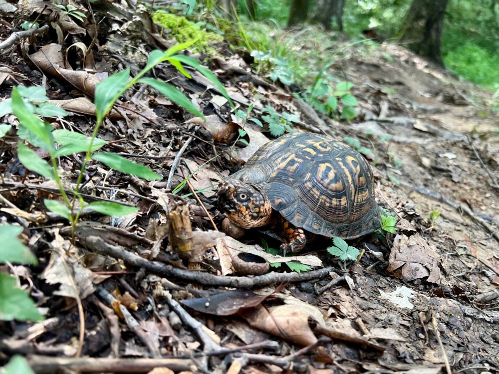 A Eastern Box Turtle on a mountain bike trail in Lost Creek, West Virginia.