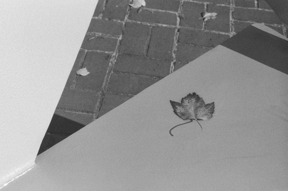 A black and white photo of a leaf on an art installation with a brick floor in the background.
