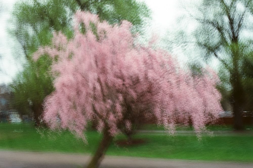A photo of 16 exposures of a pink tree.