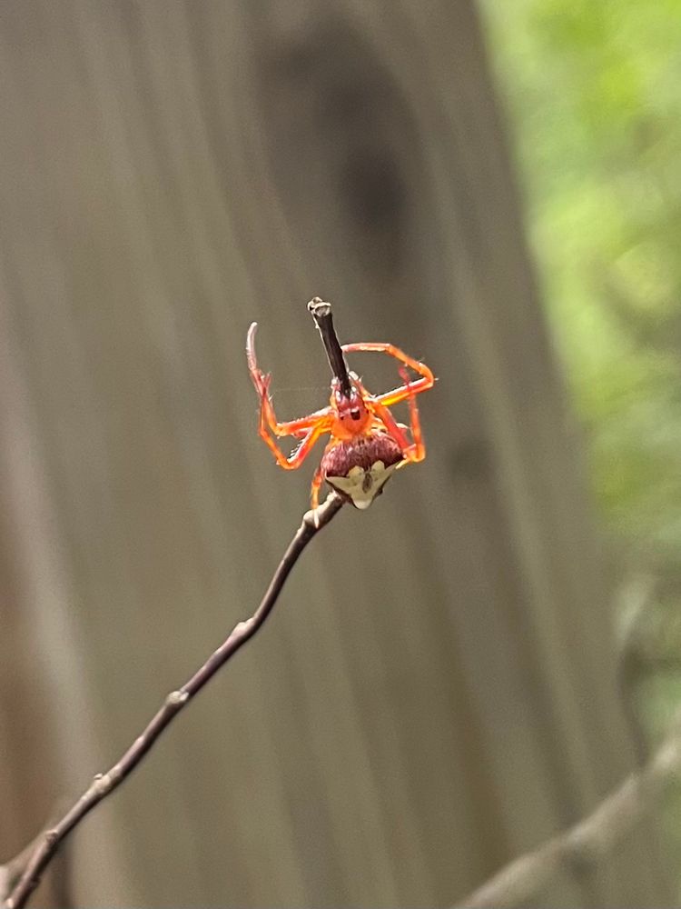 An Arrowhead Orb Weaver on a branch.