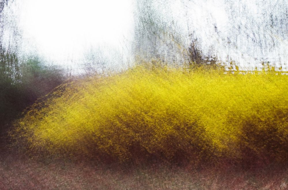 A photo of 16 exposures of a yellow bush.
