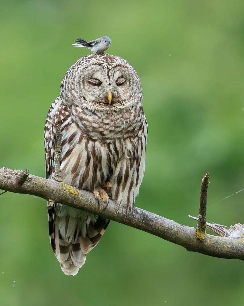 Finch propped on an owls head