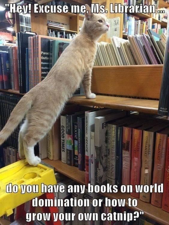 Cat in library 
