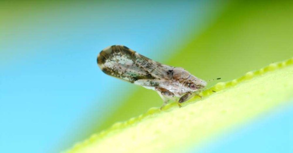 Inseto vilão da citricultura mundial é monitorado com lupa no Rio Grande do Sul