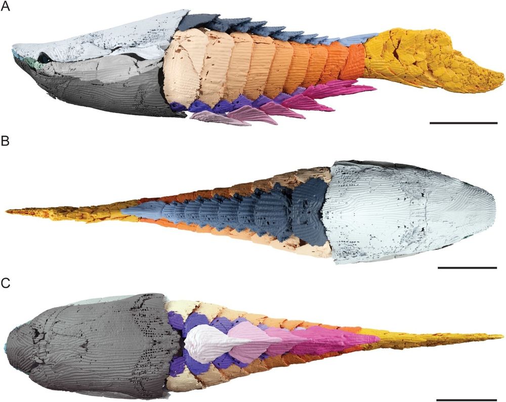 3D model of jawless fossil fish