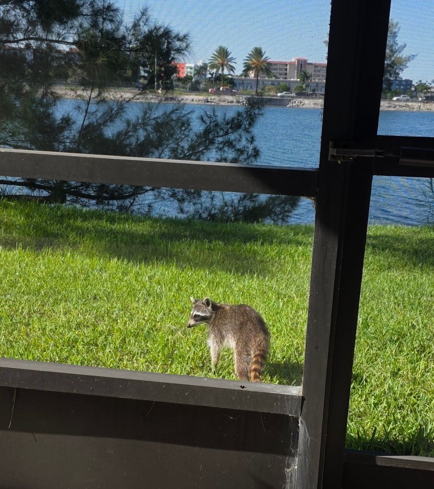 A raccoon in a yard, very close to the patio door