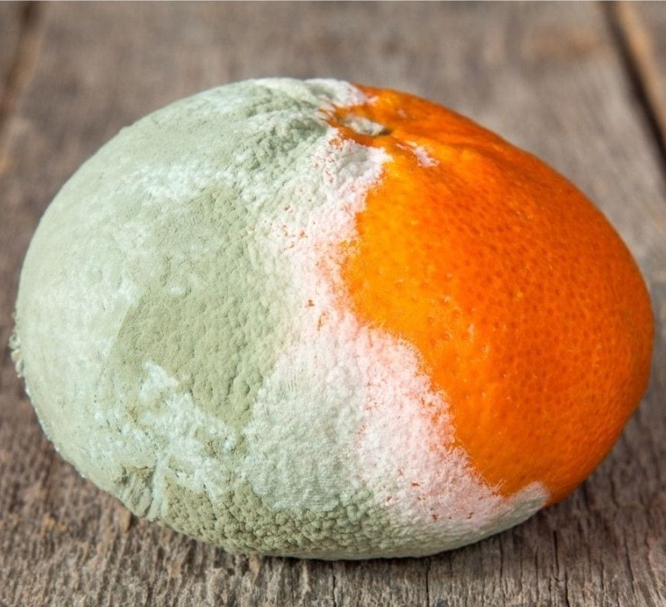 Photo of an orange that’s moldy on two thirds of the orange. One third is still nice and orangy. 