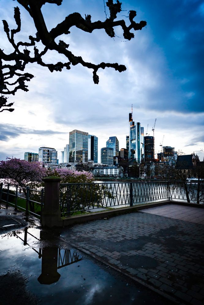 Frankfurt skyline with modern skyscrapers, pink-blossomed trees by the Main River, and reflections in puddles under a cloudy sky.