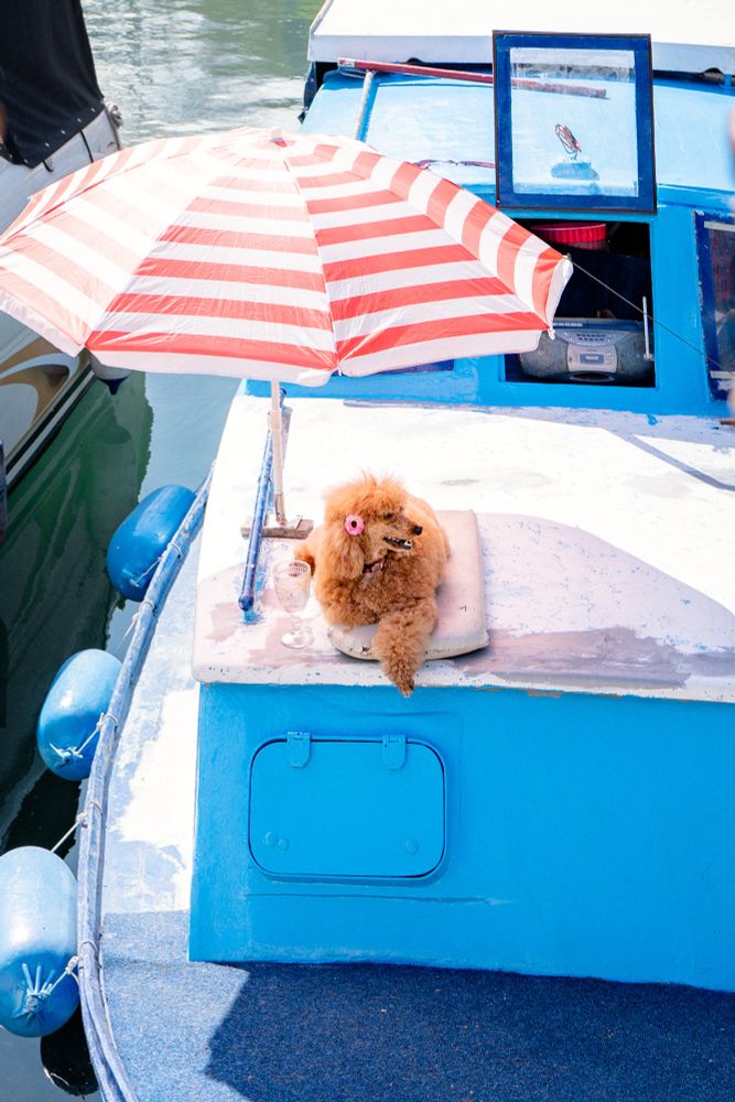 A fluffy brown poodle with a pink flower in its fur lounges on a cushion under a red-and-white striped umbrella on the deck of a bright blue boat, next to a plastic champagne glass—radiating total vacation vibes.