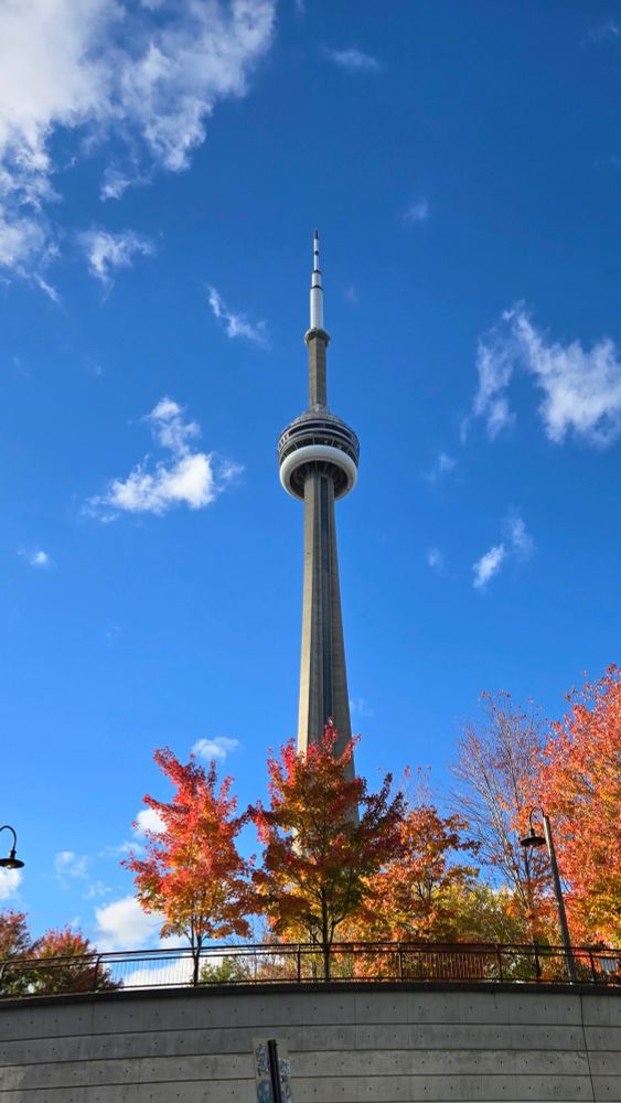 CN Tower in front of a blue sky and autumn coloured trees in the foreground.