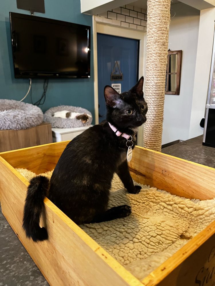 A tortie tripod sits in a wooden box and contemplates mischief. 