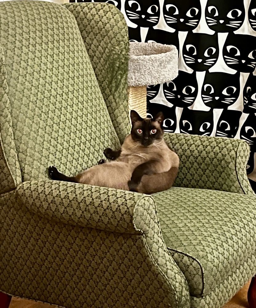 A seal point car sits crossways on a green armchair. She is on her back with her front paws in her lap. She is staring at the camera with a shocked expression.