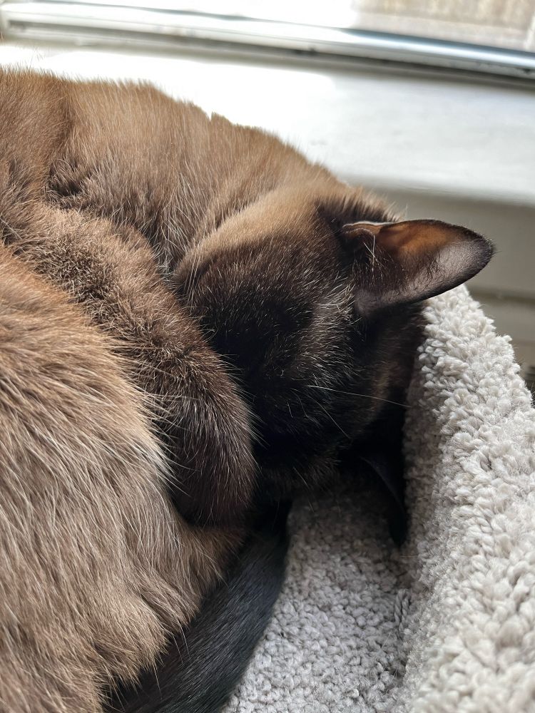 A seal point cat curled up with a paw over her eyes, finding it all too much to deal with.