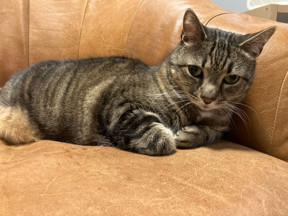 a striped grey cat lying on a brown chair. his front paws are tucked under his belly
