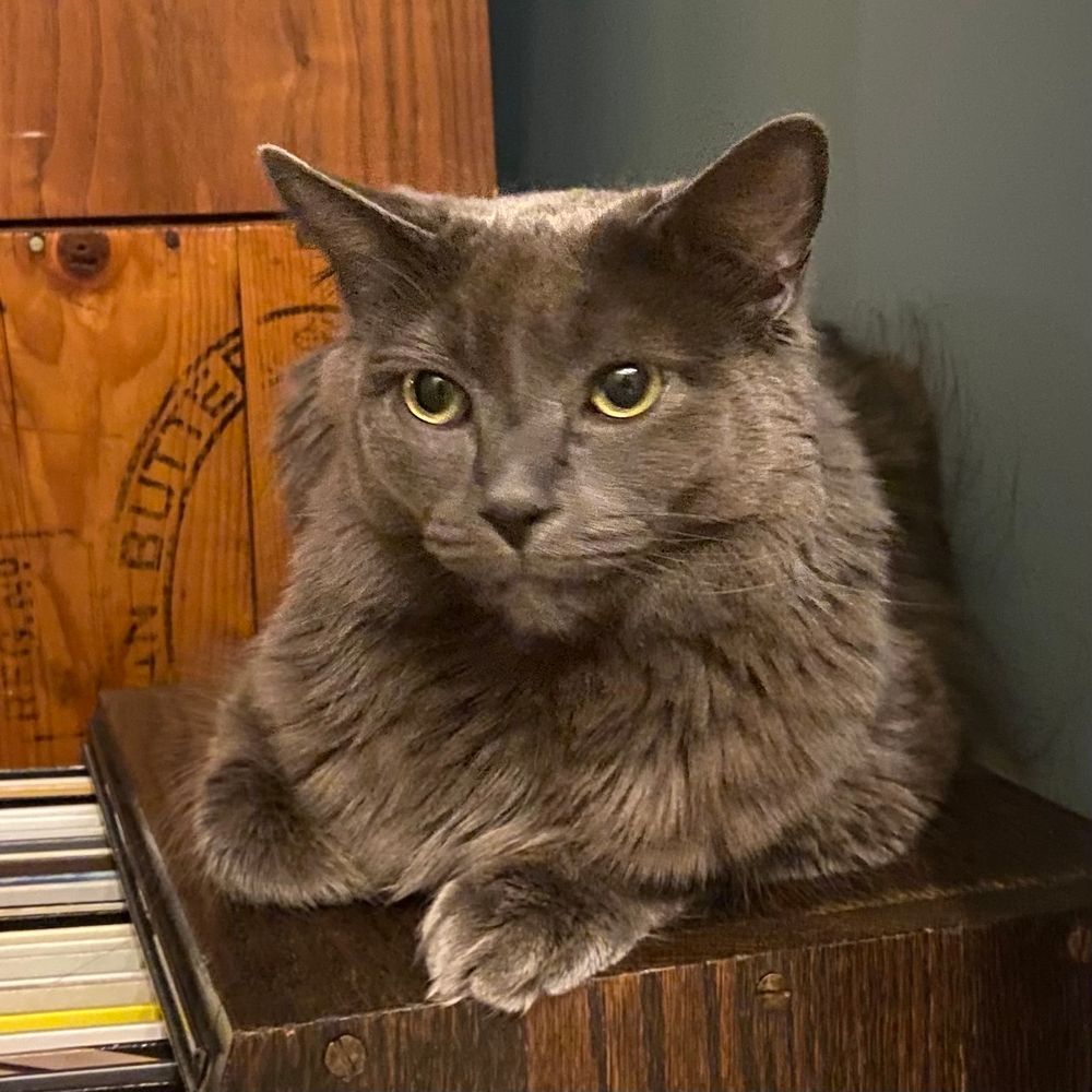 Lloyd - grey long haired cat sitting on a wooden box. 
