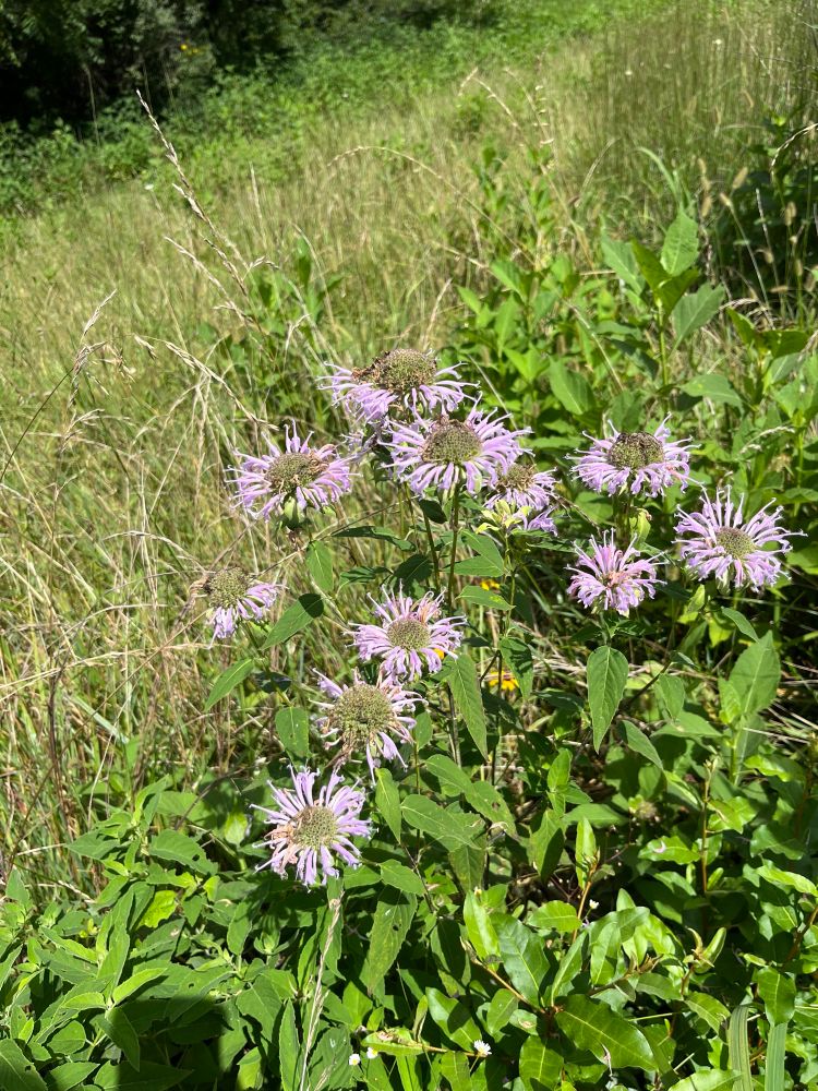 Wild Bergamot with its pink spidery petals 