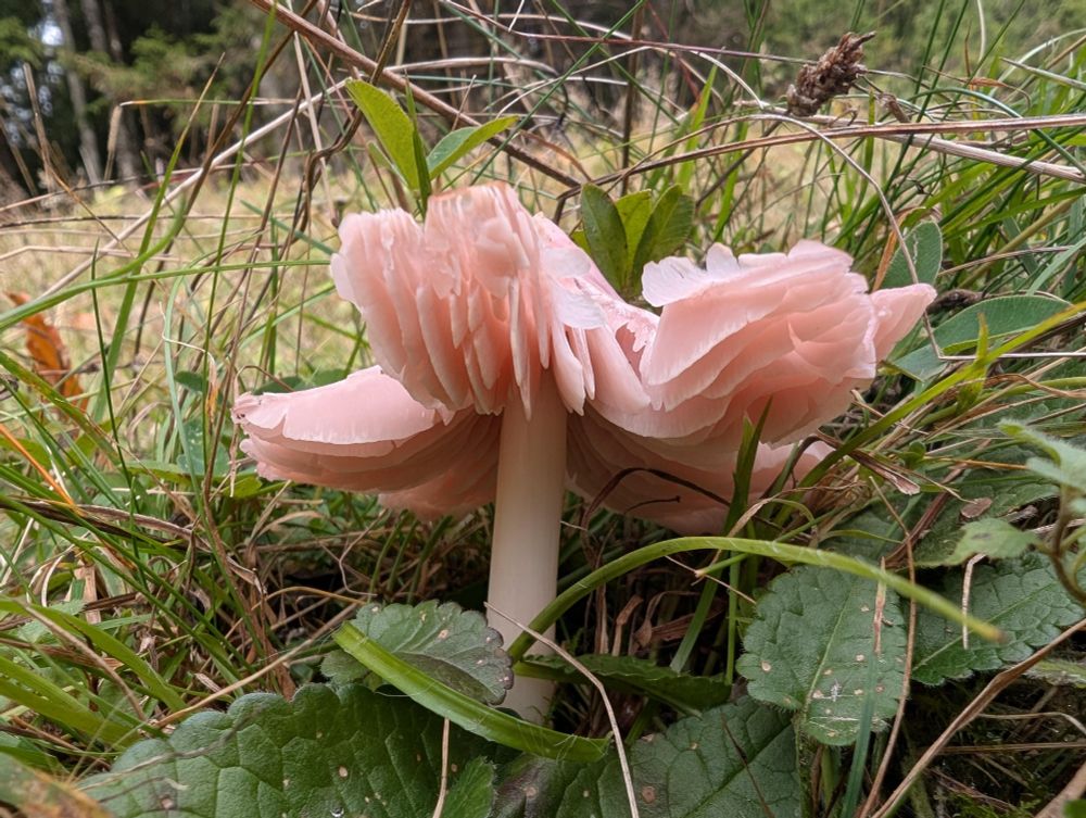 A baby pink fungus with a white stipe or stem poking out of unimproved grassland. The margin of the cap curves upwards like a fluffy tutu, displaying the widely spaced gills underneath. 