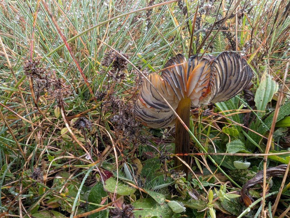 A mushroom that is yellow, orange, red and black, found on grassland. In this photo its cap edge is curling upwards and the edges of its gills are strikingly black, characteristic for the species. 