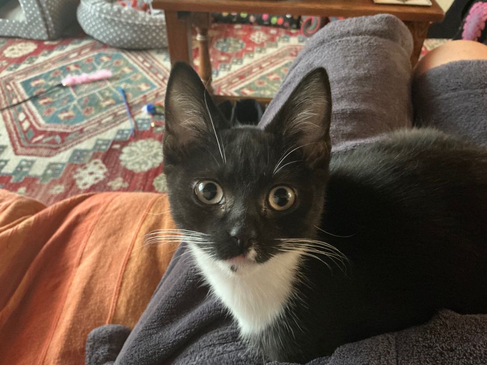 A photo of a small black kitten who has not yet grown into his ears. He is sitting on my lap and staring up at the camera.