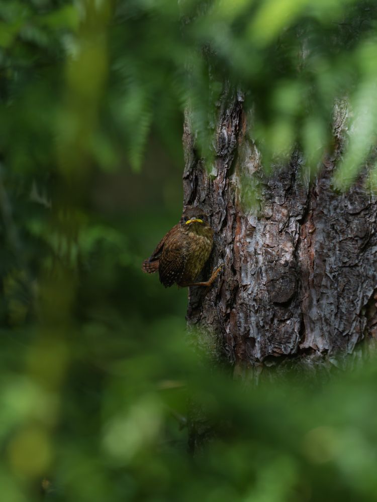 A little Wren perched on the side of a pine tree staring back at you through the bushes.
