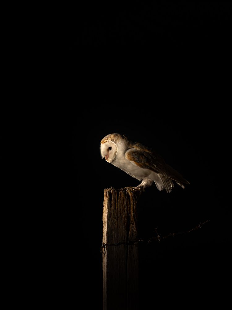 A Barn Owl is perched on a weathered wooden post, viewed from the side against a completely black background. The owl is dramatically lit from the front and left, highlighting its white, heart-shaped face, dark eyes, and the intricate brown and grey patterns on its wings.