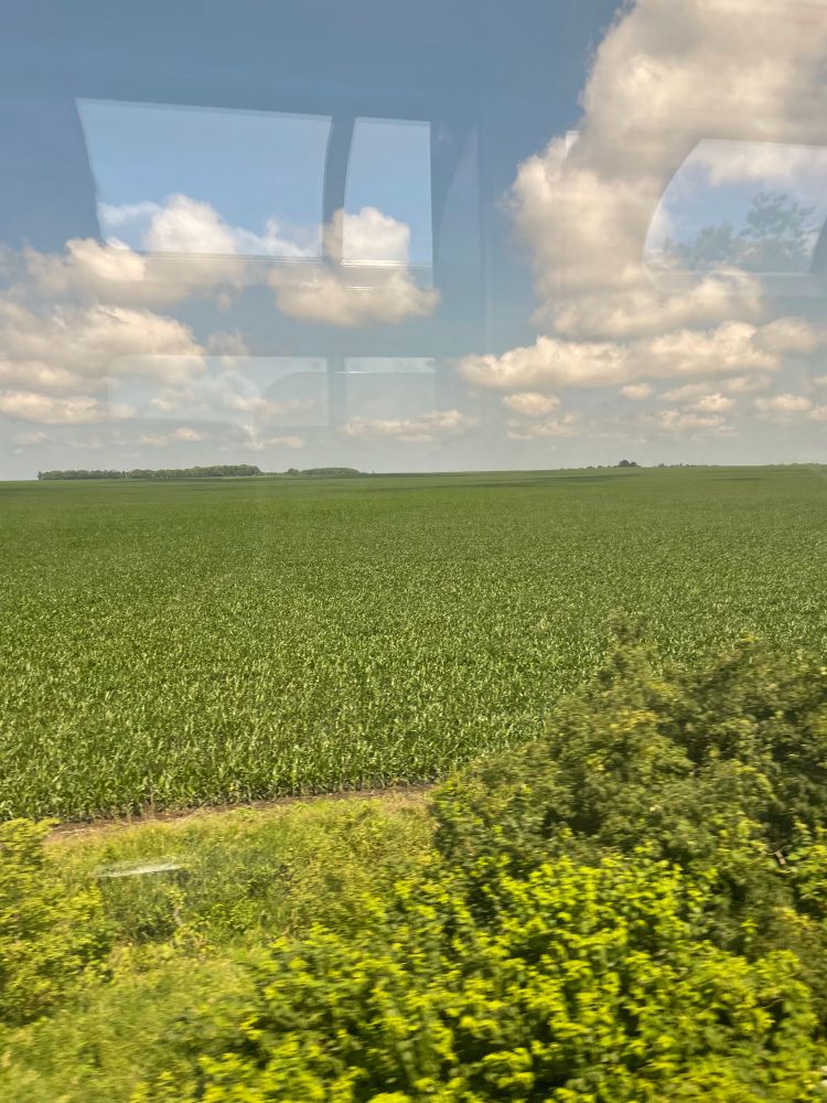 Cornfields 