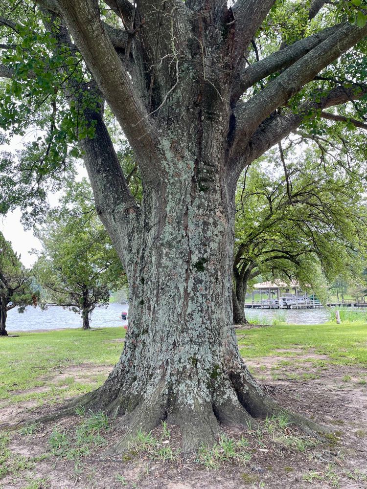 A very large tree near lake in Louisiana