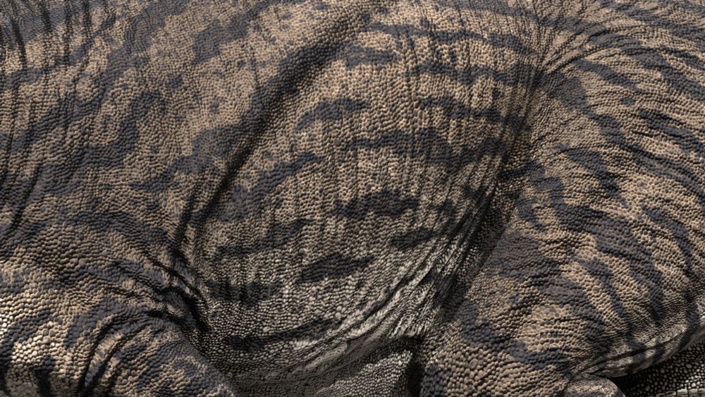 Rendered 3D reconstruction of the Jurassic theropod Torvosaurus tanneri, light brown colour with a cream underbelly and broken-up horizontal black striping, with orange spotting along the lacrimals. Close up shot of the body patterning.