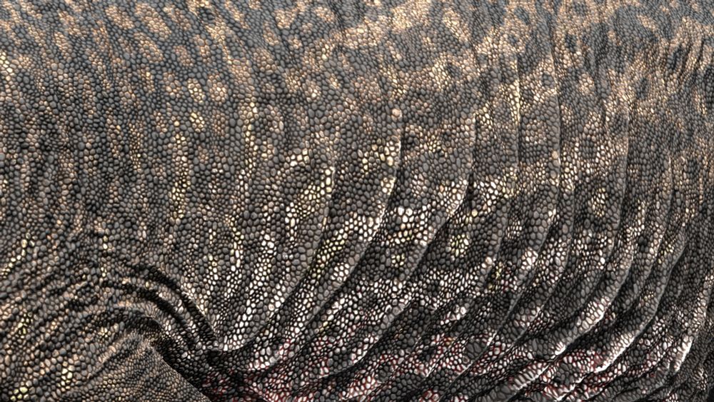 Reconstruction of Deltadromeus agilis as a carnivorous noasaurid. Close up shot of body pattern. Colour scheme inspired by Tigrisoma heron species - ochre with darker mottled spots and stripes, a darker grey head and yellow facial markings.