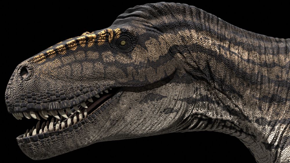 Rendered 3D reconstruction of the Jurassic theropod Torvosaurus tanneri, light brown colour with a cream underbelly and broken-up horizontal black striping, with orange spotting along the lacrimals. Close up shot of the face patterning.