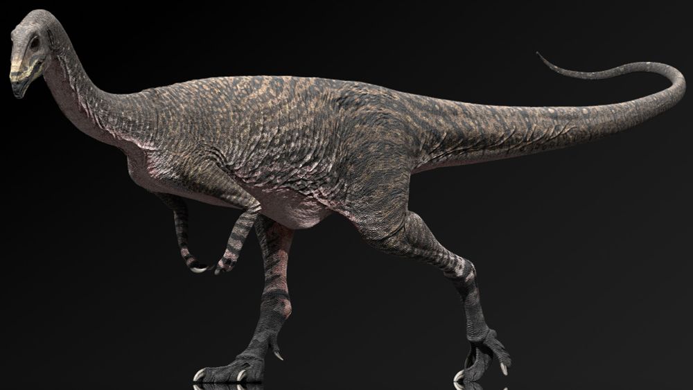 Reconstruction of Deltadromeus agilis as a carnivorous noasaurid. Full body render in a walking pose. Colour scheme inspired by Tigrisoma heron species - ochre with darker mottled spots and stripes, a darker grey head and yellow facial markings.