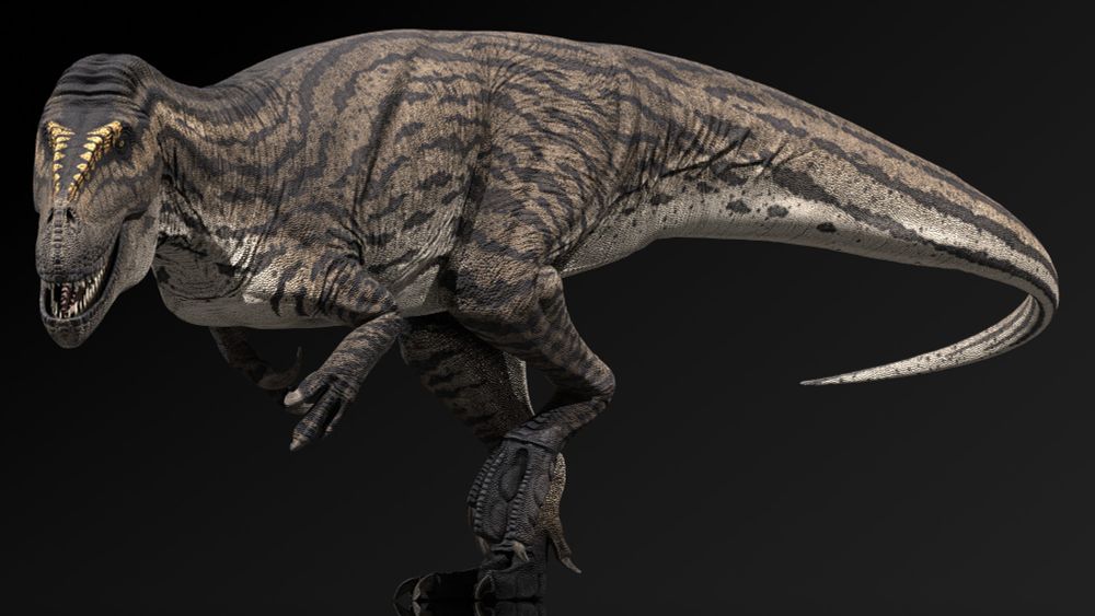 Rendered 3D reconstruction of the Jurassic theropod Torvosaurus tanneri, light brown colour with a cream underbelly and broken-up horizontal black striping, with orange spotting along the lacrimals. Full body shot.