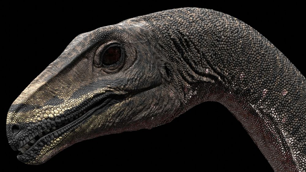 Reconstruction of Deltadromeus agilis as a carnivorous noasaurid. Close-up shot of the head. Colour scheme inspired by Tigrisoma heron species - ochre with darker mottled spots and stripes, a darker grey head and yellow facial markings.
