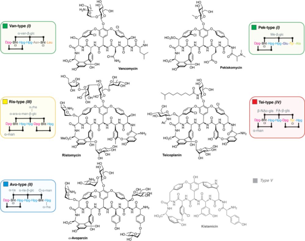 Resurrecting ancestral antibiotics: unveiling the origins of modern lipid II targeting glycopeptides...