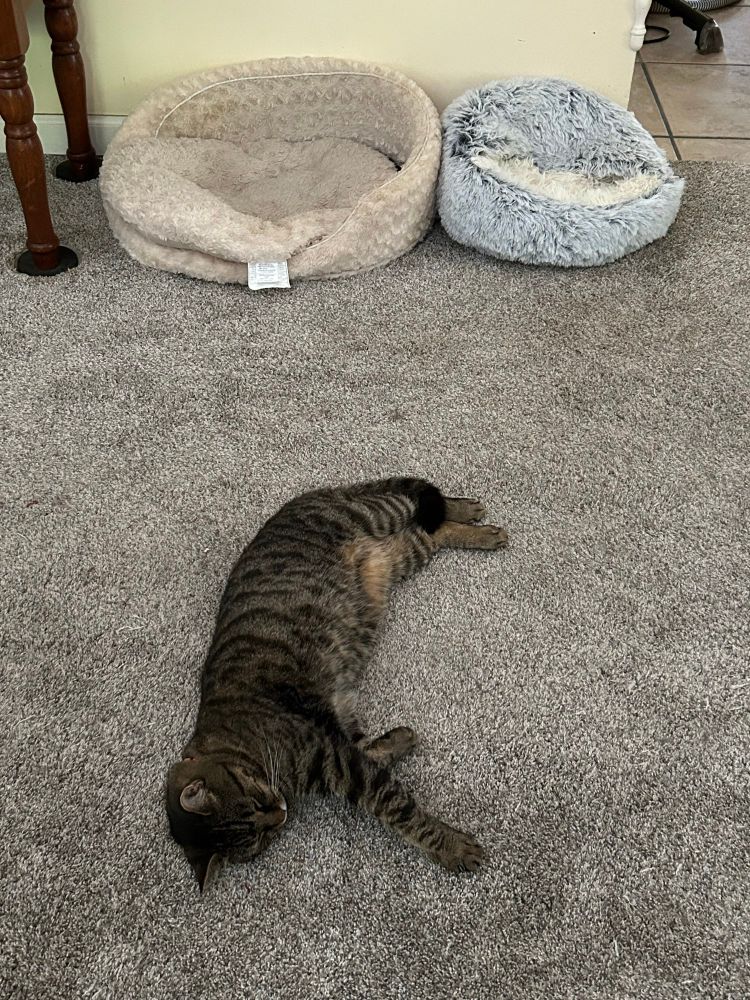 A tabby cat is lying in the middle of the floor in front of 2 empty cat beds.