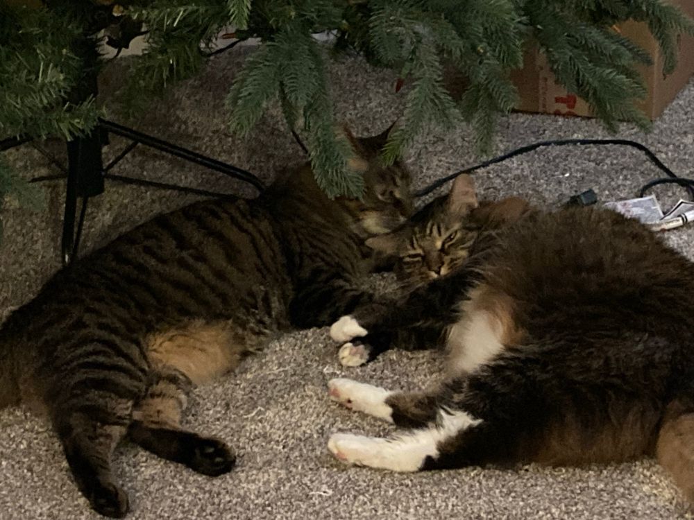 2 tabby cats are in the floor under a Christmas tree. One is licking the other’s head.