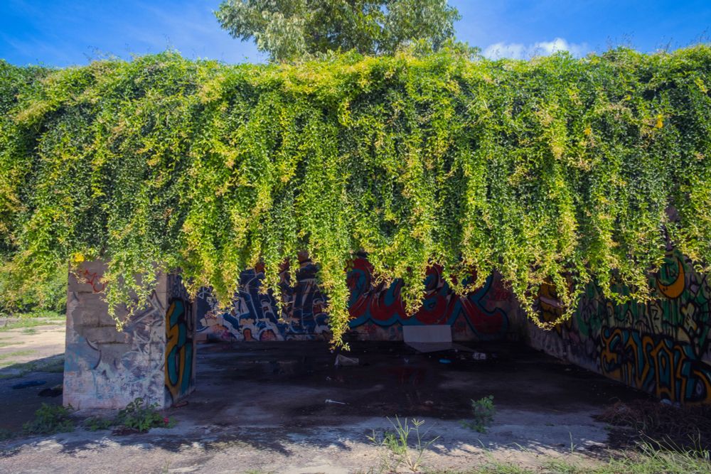 Cats’s claw overtaking a graffiti-covered structure. 